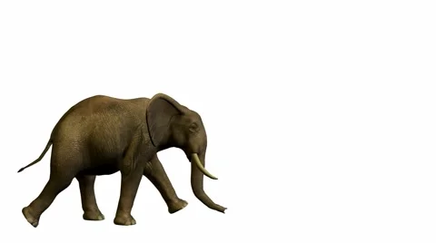 Elephant walking 動画素材 941943