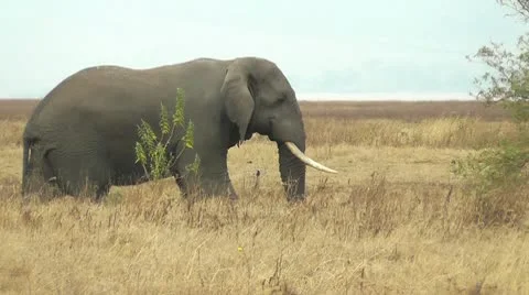 Elephant walking Stock Footage 10563895