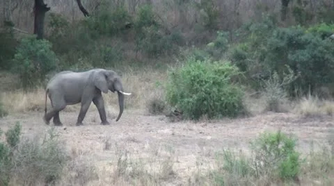 Elephant Walking Stock Footage 10981244