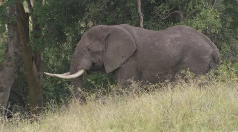 Elephant walking Video stock 12652945