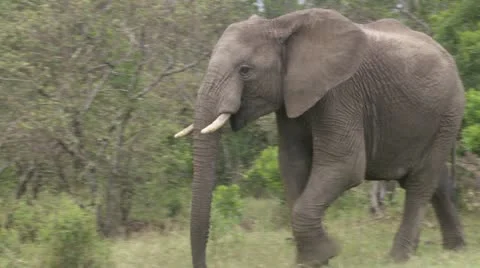 Elephant walking Stock Footage 12658044