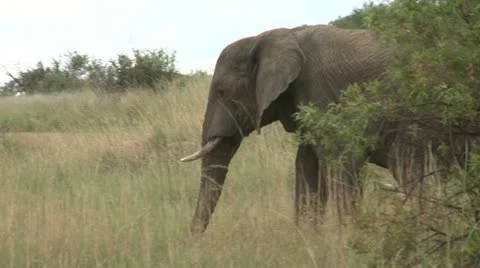 Elephant walking Stock Footage 22415699