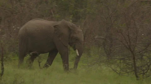 Elephant walking Stock Footage 25282011