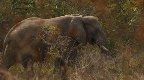 Elephant walking Stock Footage 31378490