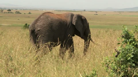 Elephant walking Stock Footage 33695902