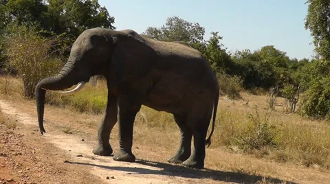 Elephant walking Stock Footage 34571103