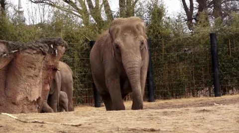 Elephant Walking Video stock 48844072