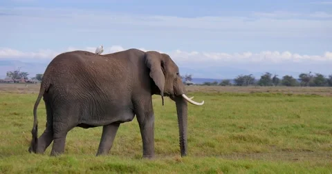Elephant Walking Stock Footage 60383846