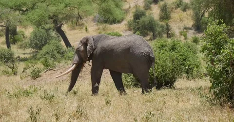 Elephant Walking Stock Footage 60384550