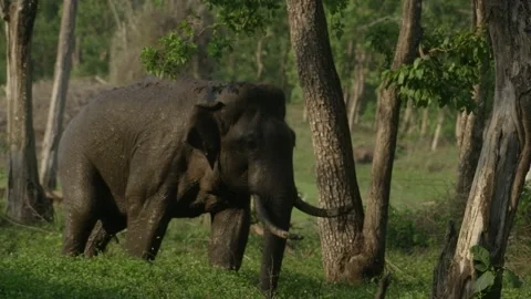Elephant Walking  Stock Footage 211873359