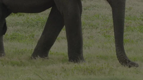 An Elephant is walking Stock Footage 290522535