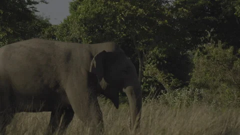An elephant walking Stock Footage 294402517
