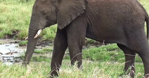 Elephant walking in the forest Video stock 157669050