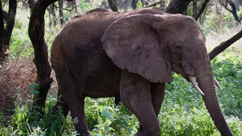 Elephant walking in the forest 動画素材 326547941