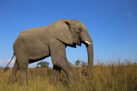 Elephant walking in the forest Stock Photos