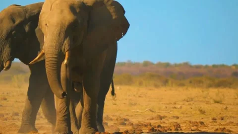  Elephant Walking Forward Stock Footage 323146038