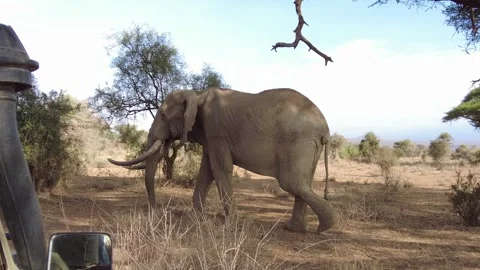 Elephant walking in front of the car Stock Footage 281110548