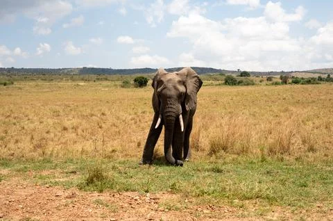 Elephant Walking Gracefully While Feeding in the Open African Wilderness Stock Photos