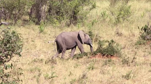 Elephant walking in grass field Stock Footage 63351947