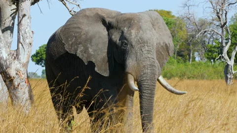 Elephant Walking in Grass Okavango Delta Botswana Stock Footage 135252782