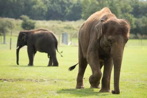 Elephant walking on grass Stock Photos