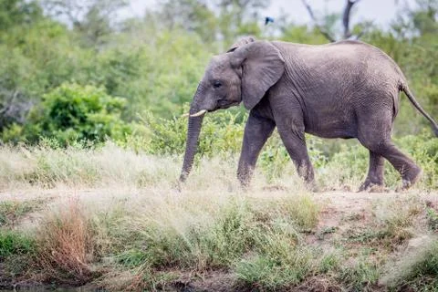 Elephant walking in the grass. Stock Photos