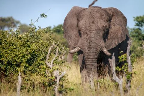 An Elephant walking in the grass. Stock Photos