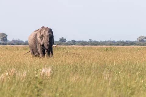 An Elephant walking in the grass. Stock Photos