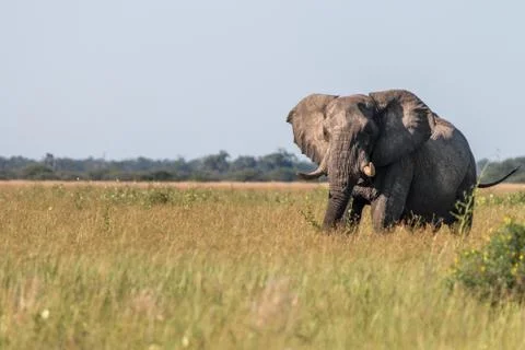 An Elephant walking in the grass. Stock Photos