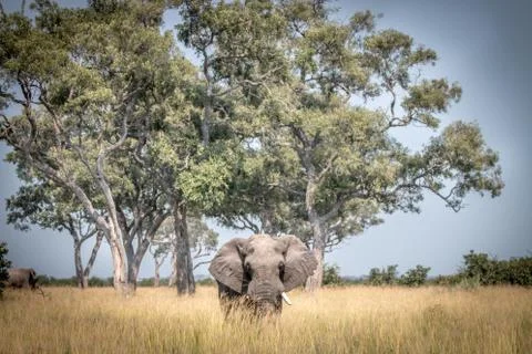 An Elephant walking in the grass. Stock Photos