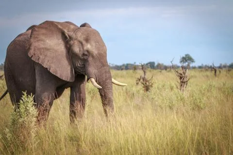 An Elephant walking in the grass. Stock Photos