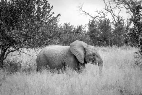 An Elephant walking in the grass. Stock Photos