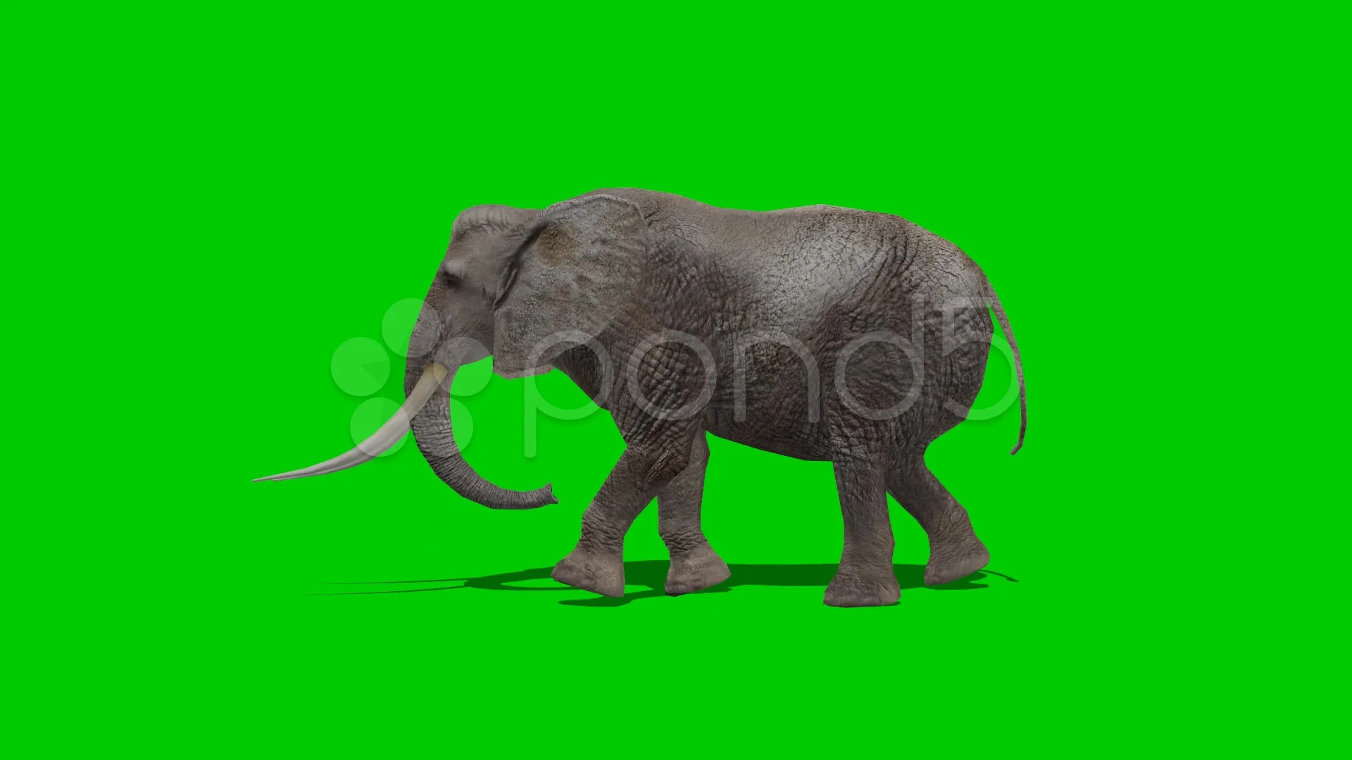 elephant walking - green screen