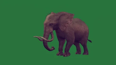 An elephant is walking on a green screen and animated chromakey background Video stock 335122331