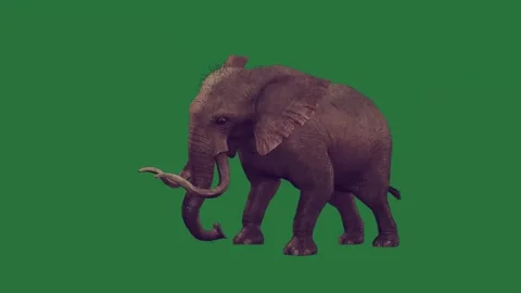 An elephant is walking on a green screen and standing animated chromakey Видео 335122334
