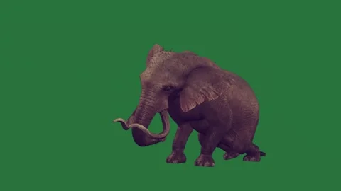 An elephant is walking on a green screen and sitting down laying its back Video stock 335122336