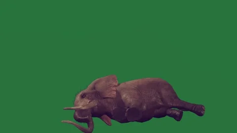 An elephant is walking on a green screen and laying its back rolling around Vídeo Stock 335122338