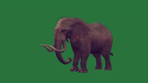 An elephant is walking on a green screen and standing animated chromakey Video stock 335122340