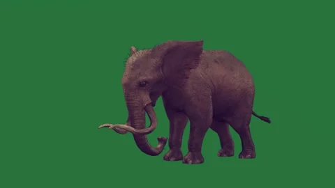 An elephant is walking on a green screen and standing animated chromakey Видео 335122341