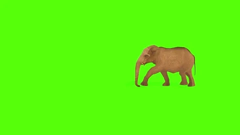 Elephant Walking Animation Stock Footage ~ Royalty Free Stock Videos | Pond5