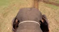 Elephant walking on the ground and waving ears HD Footage