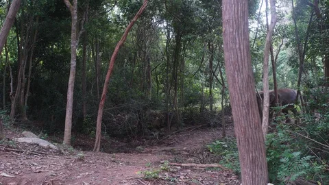 Elephant walking group 4k Stock Footage 122726537