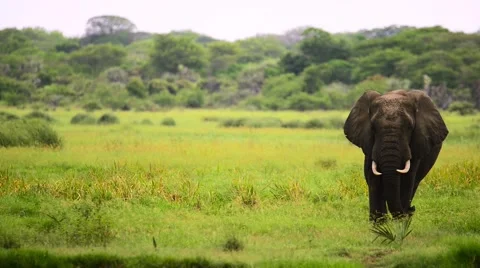 Elephant walking heading on close camera right Stock Footage 59689889