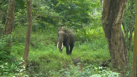 An elephant walking in a jungle in India 動画素材 118510778