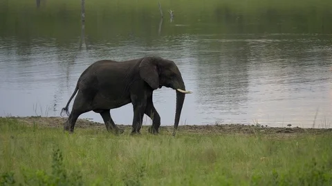 Elephant walking by lake Stock Footage 108496741