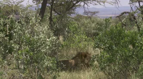 Elephant walking, lion in bush Stock Footage 12655103