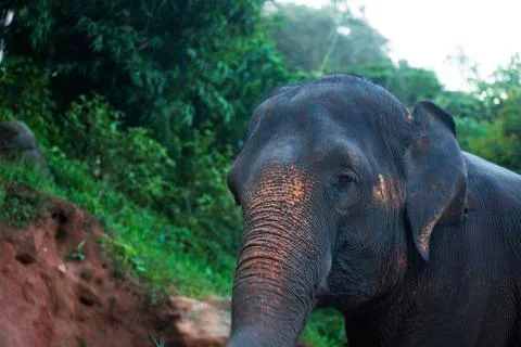Elephant walking up the muddy cliff colored  Stock Photos