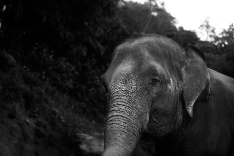 Elephant walking up the muddy cliff  Stock Photos