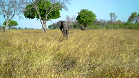 Elephant Walking Okavango Delta Botswana Stock Footage 135251404