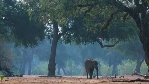 Elephant Walking in Open Forest Stock Footage 321837178